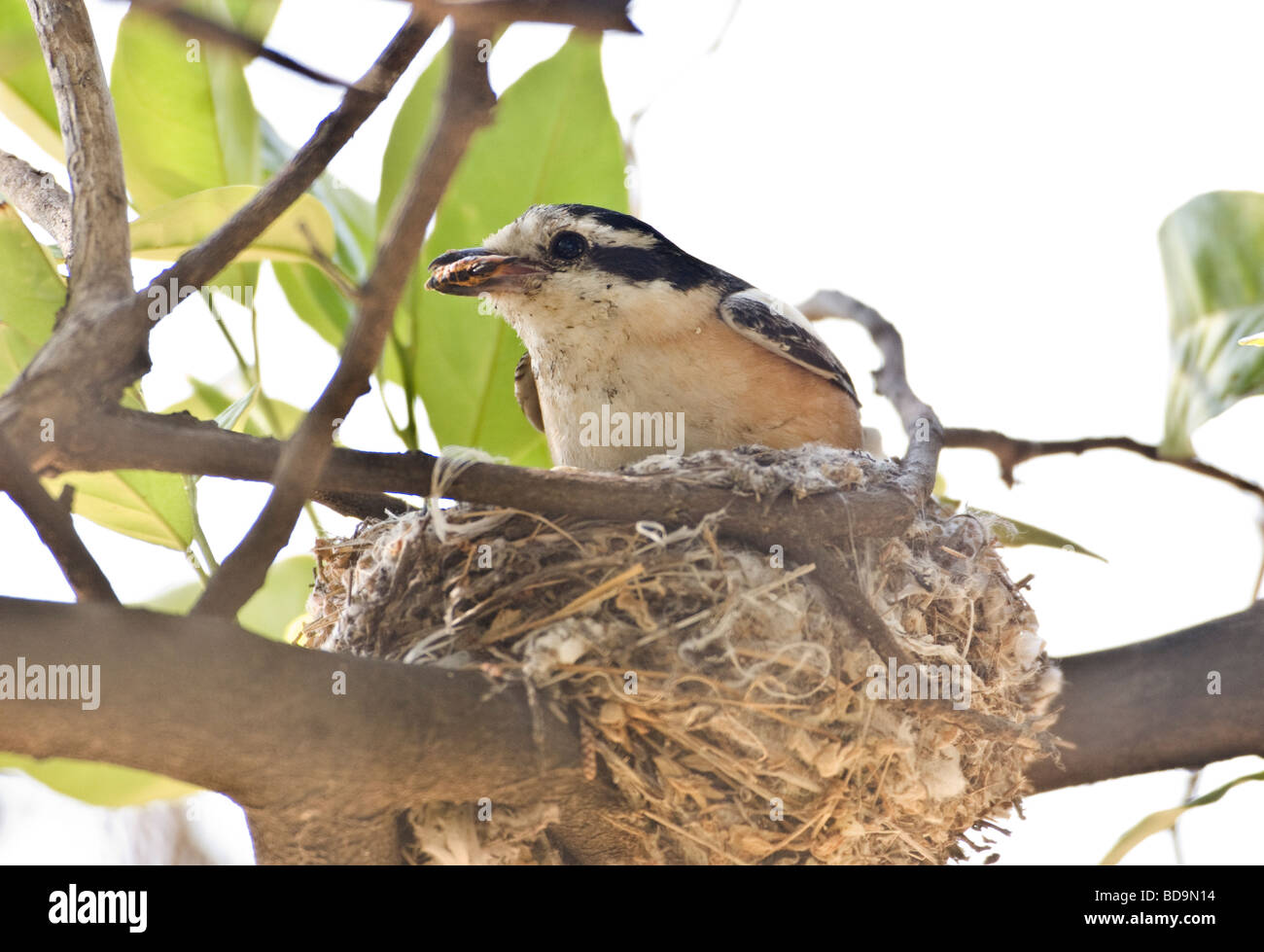 Maskierte Shrike Lanius Nubicus weiblich männlich während saß auf Nest Türkei gespeist Frühling Stockfoto