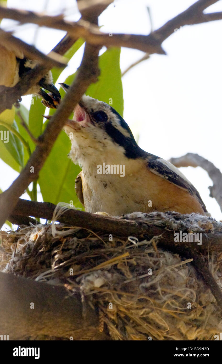 Maskierte Shrike Lanius Nubicus weiblich männlich während saß auf Nest Türkei gespeist Frühling Stockfoto