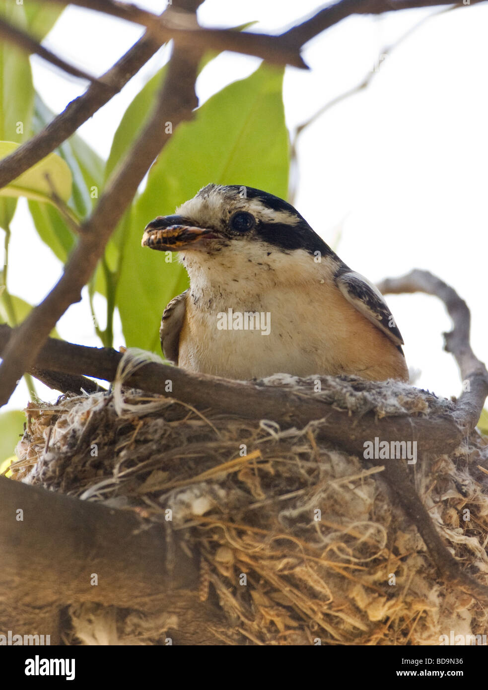 Maskierte Shrike Lanius Nubicus weiblich männlich während saß auf Nest Türkei gespeist Frühling Stockfoto