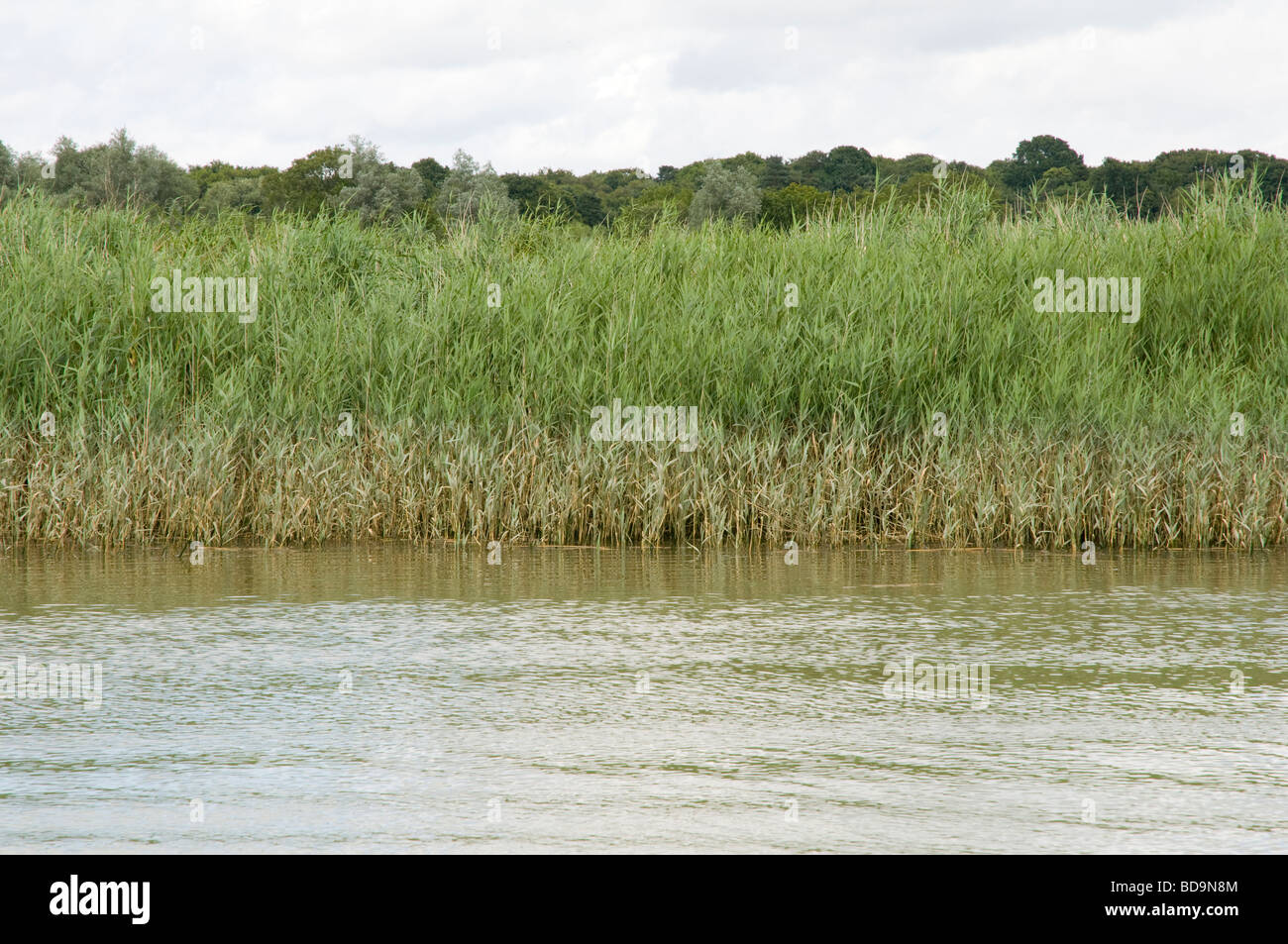 Schilfgürtel am Fluss Alde, Suffolk Stockfoto