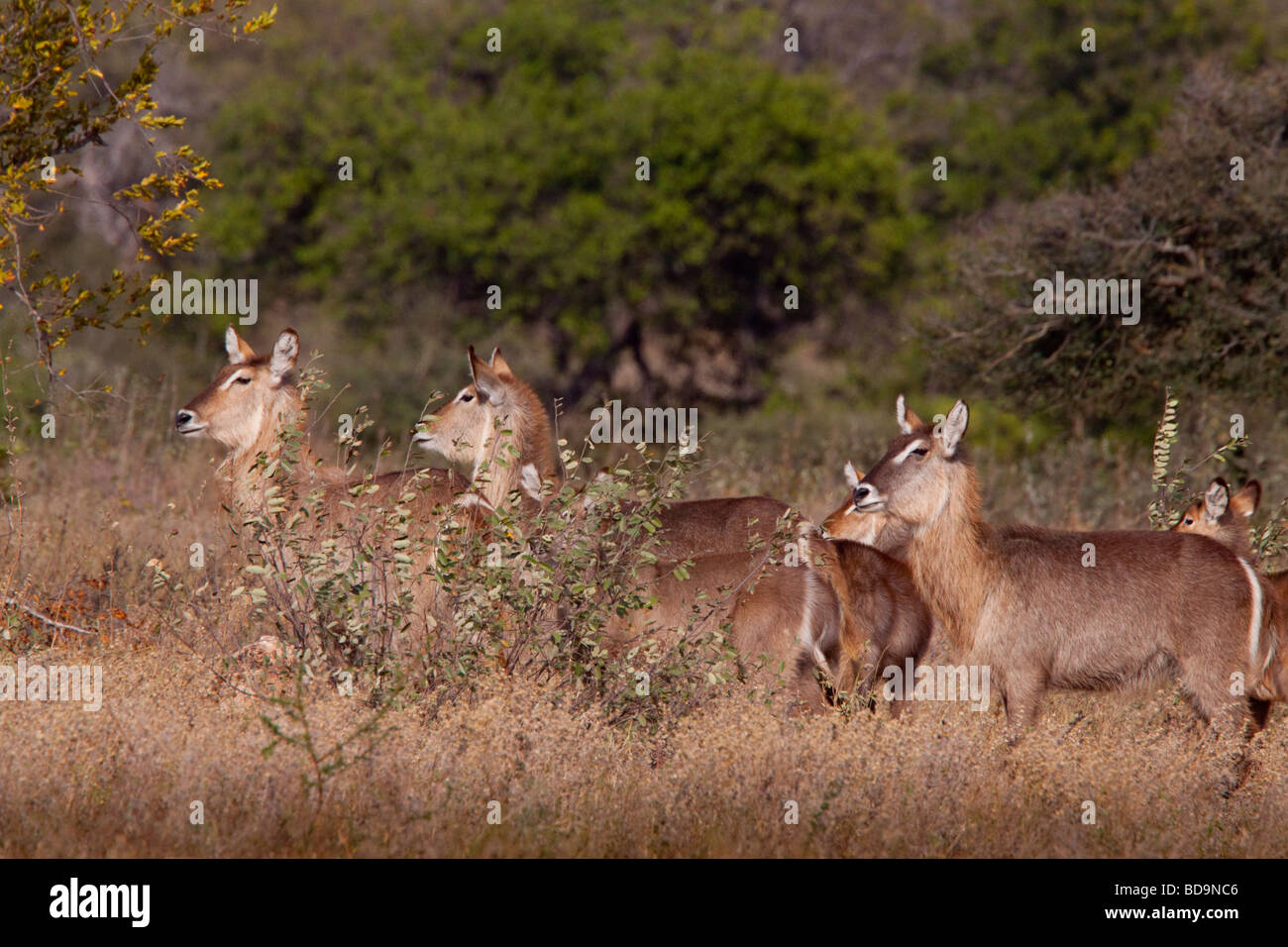 Wasserbock (Kobus Ellipsiprymnus) Balule, Greater Kruger National Park, Limpopo, Südafrika. Stockfoto