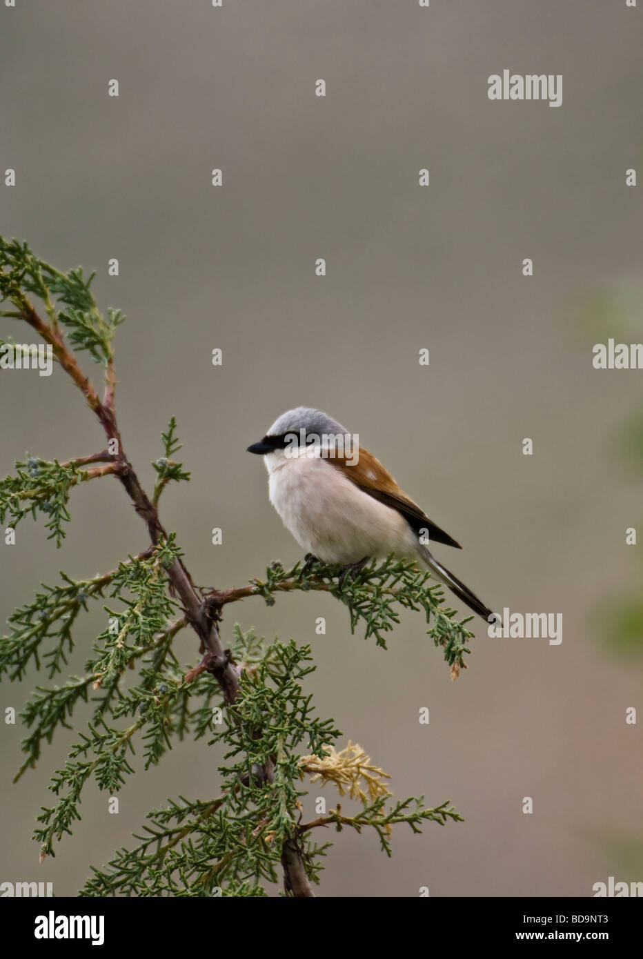 Red-backed Shrike Lanius Collurio männlich thront Stockfoto