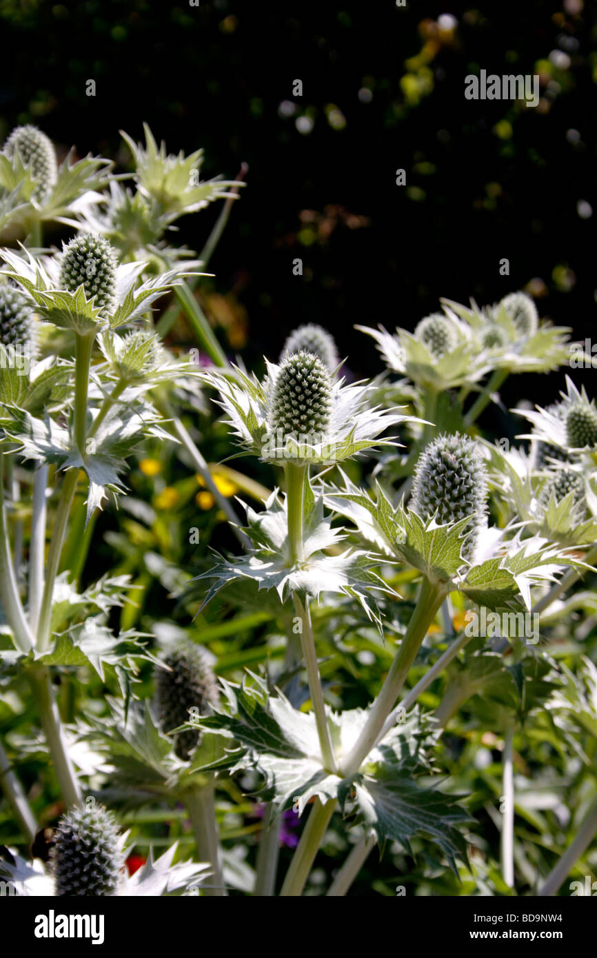 ERYNGIUM GIGANTIUM MISS WILMOTT GHOST. MEER HOLLY. Stockfoto