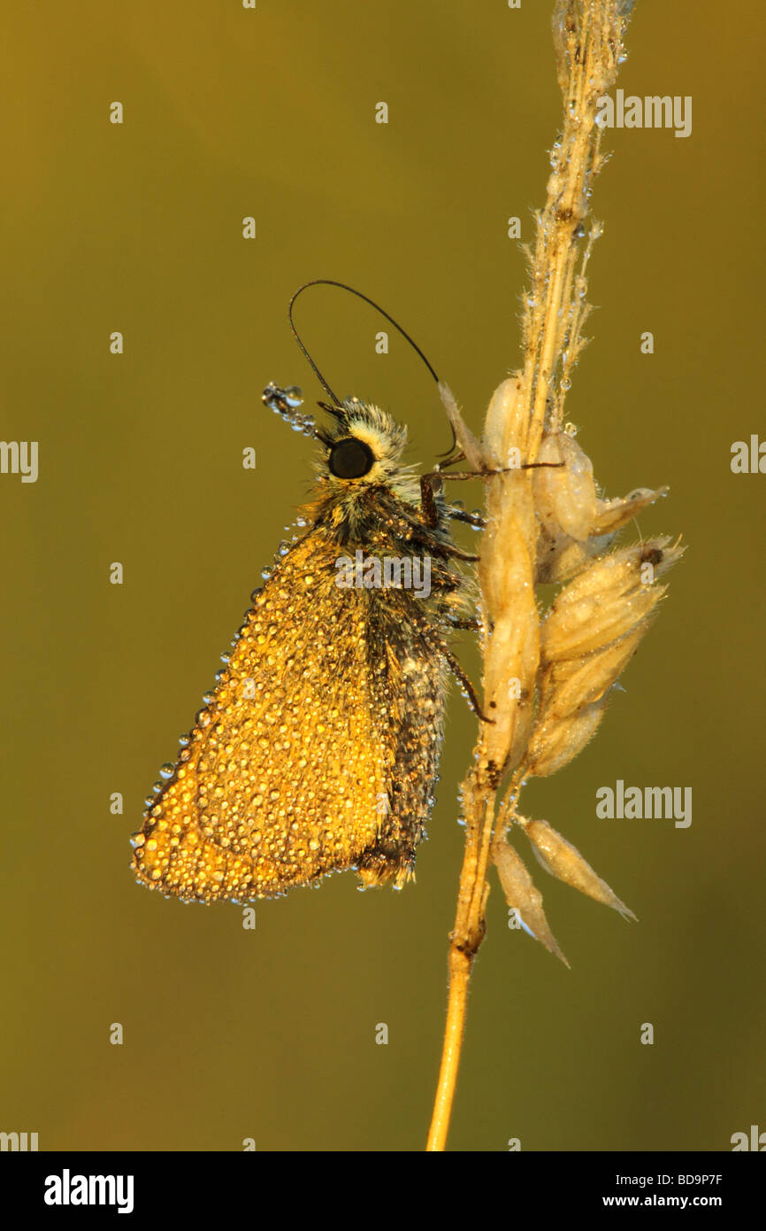 Schlafplatz kleine Skipper, Thymelicus Sylvestris, bedeckt in Tau zeigt Rüssel, UK. Stockfoto