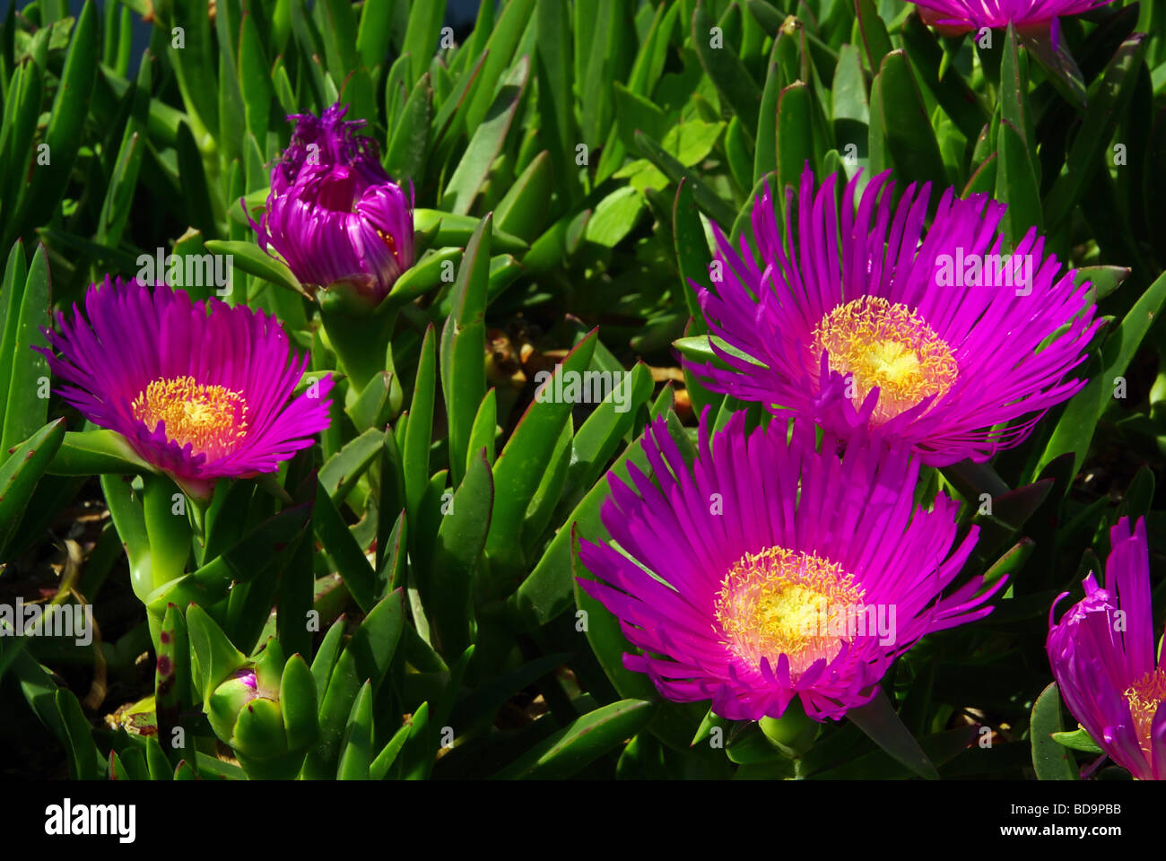 Essbare Mittagsblume Ice-Werk 01 Stockfoto