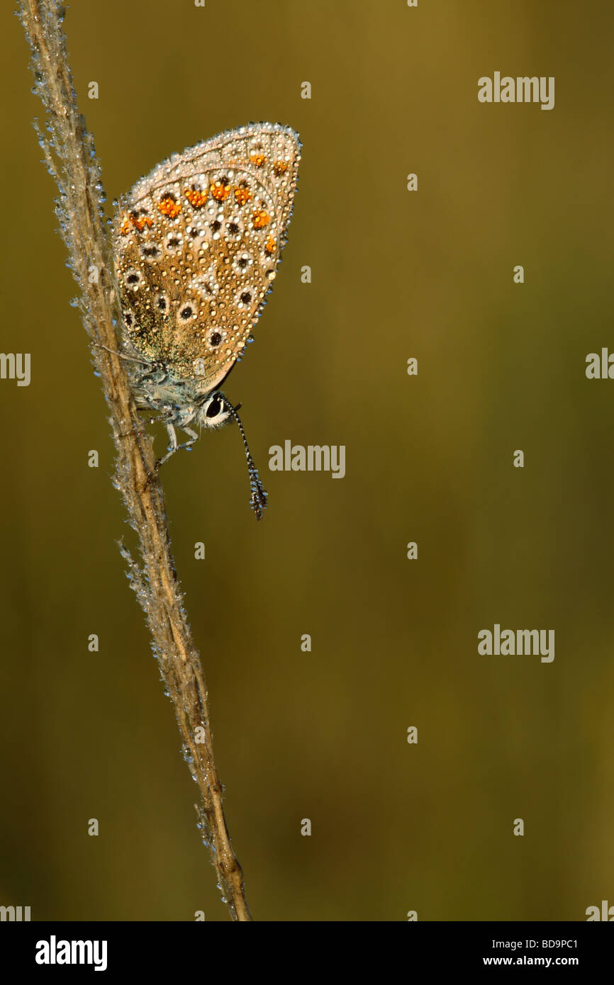 Tau bedeckt häufig blau, Polyommatus Icarus, Schmetterling, Schlafplatz, UK. Stockfoto