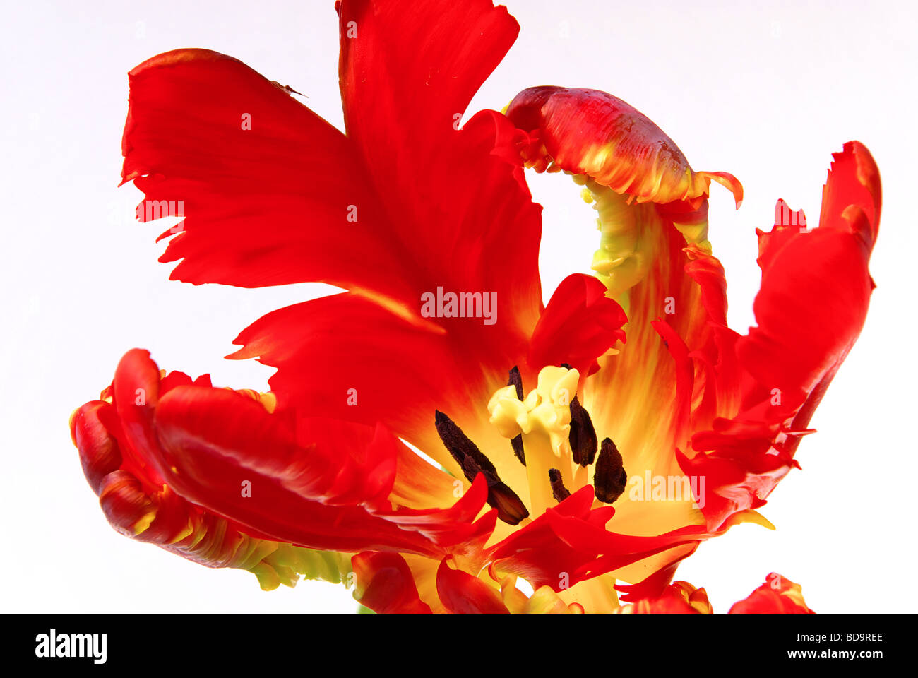 Tulpe 20 Stockfoto