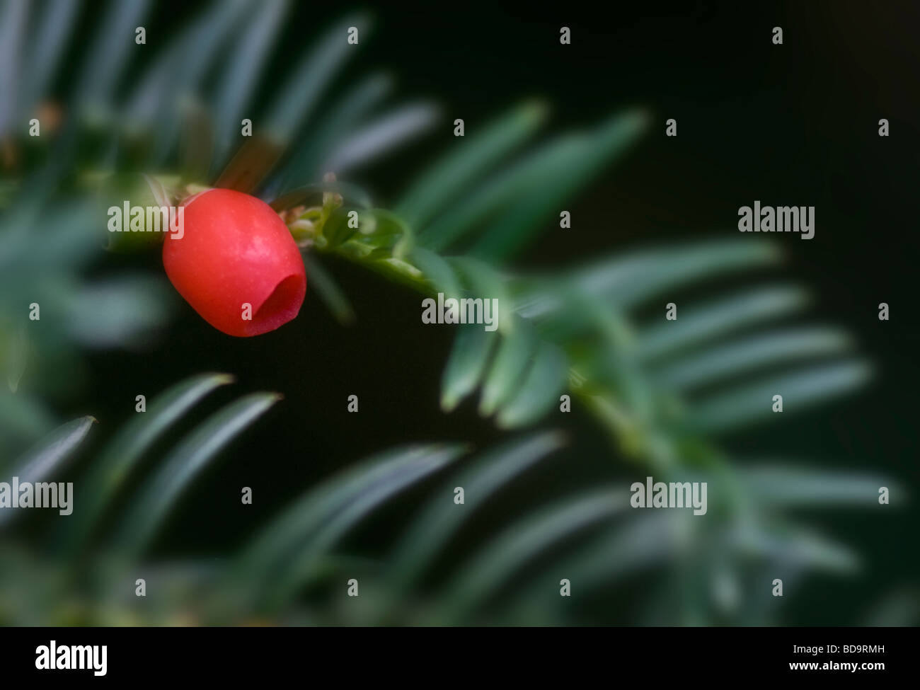 Eibe-Beere Stockfoto