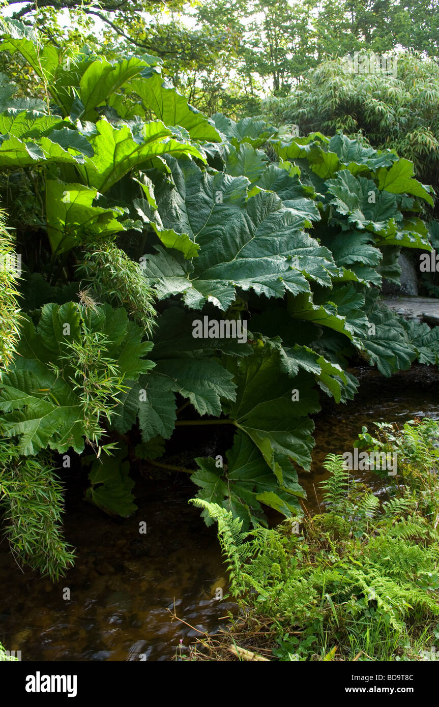 Gunnera Großanlage Bach in Penberth Cove, West Penwith, Cornwall, UK Stockfoto