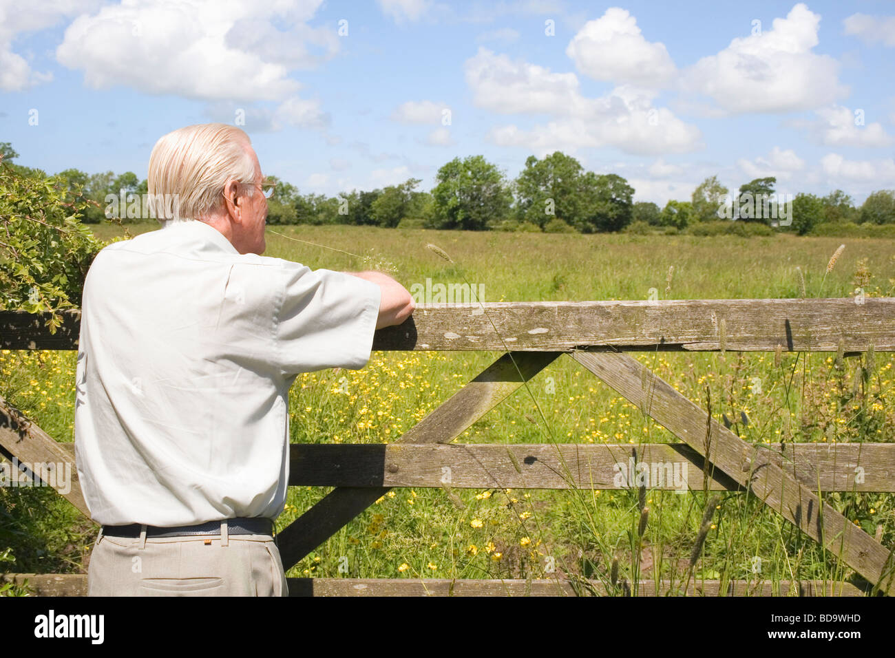 Älterer Mann stützte sich auf fünf vergitterten Tor mit Blick auf ein Feld von Blumen, um einen Blick auf die Landschaft Stockfoto