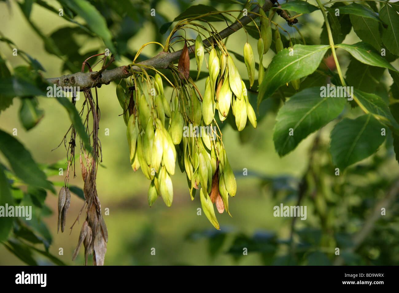 Europäischer Esche oder gemeinsame Asche Baumsamen, Fraxinus Excelsior, Oleaceae Stockfoto