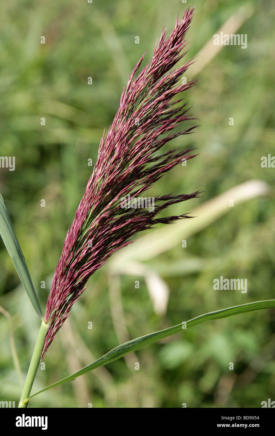 Gemeinsame Reed Blume, Phragmites Australis, Poaceae Stockfoto