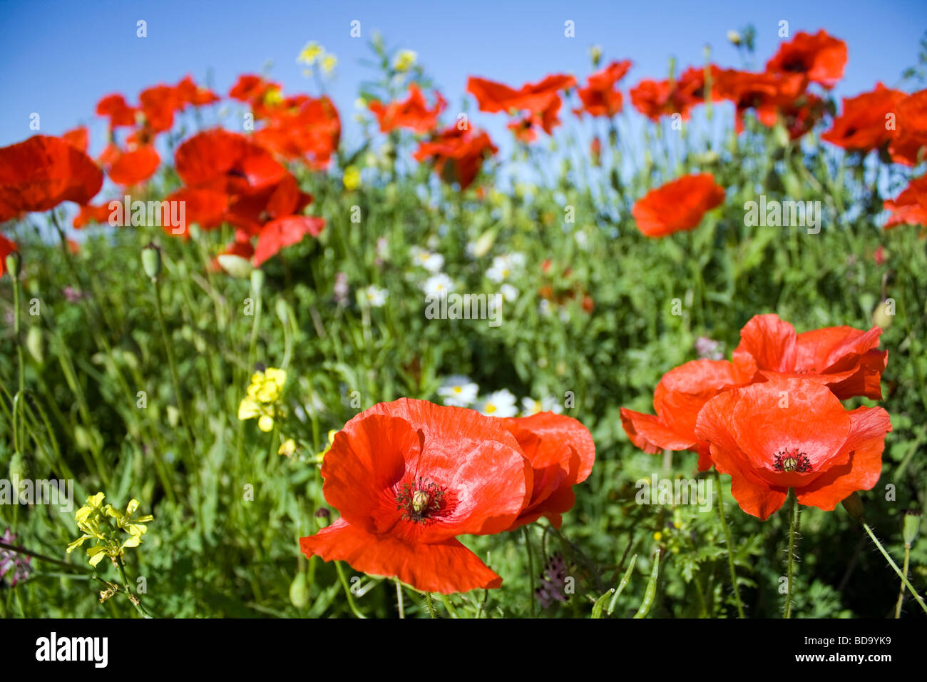 Mohn in einer Sommerwiese Stockfoto