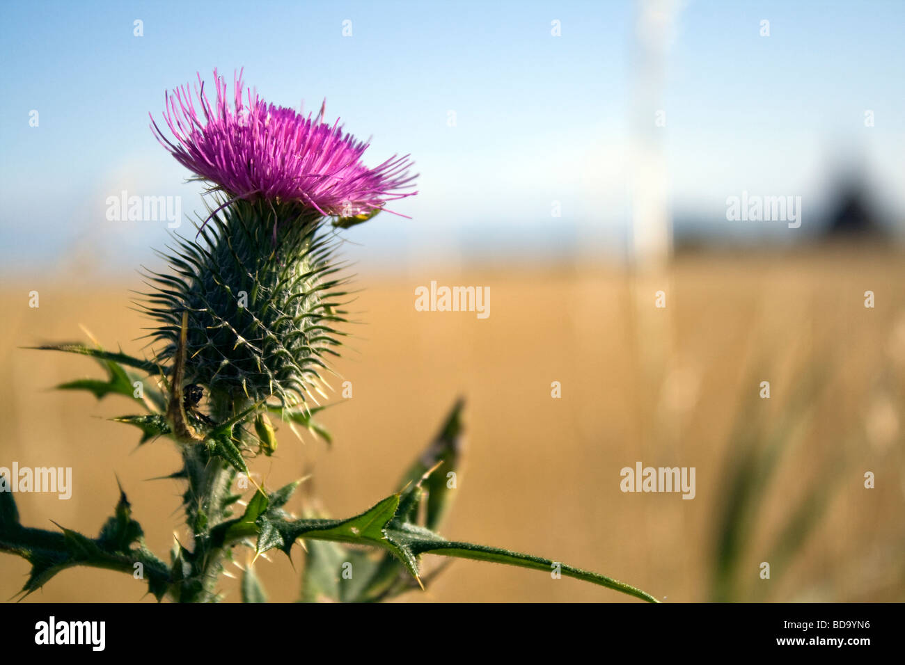 Distel Stockfoto