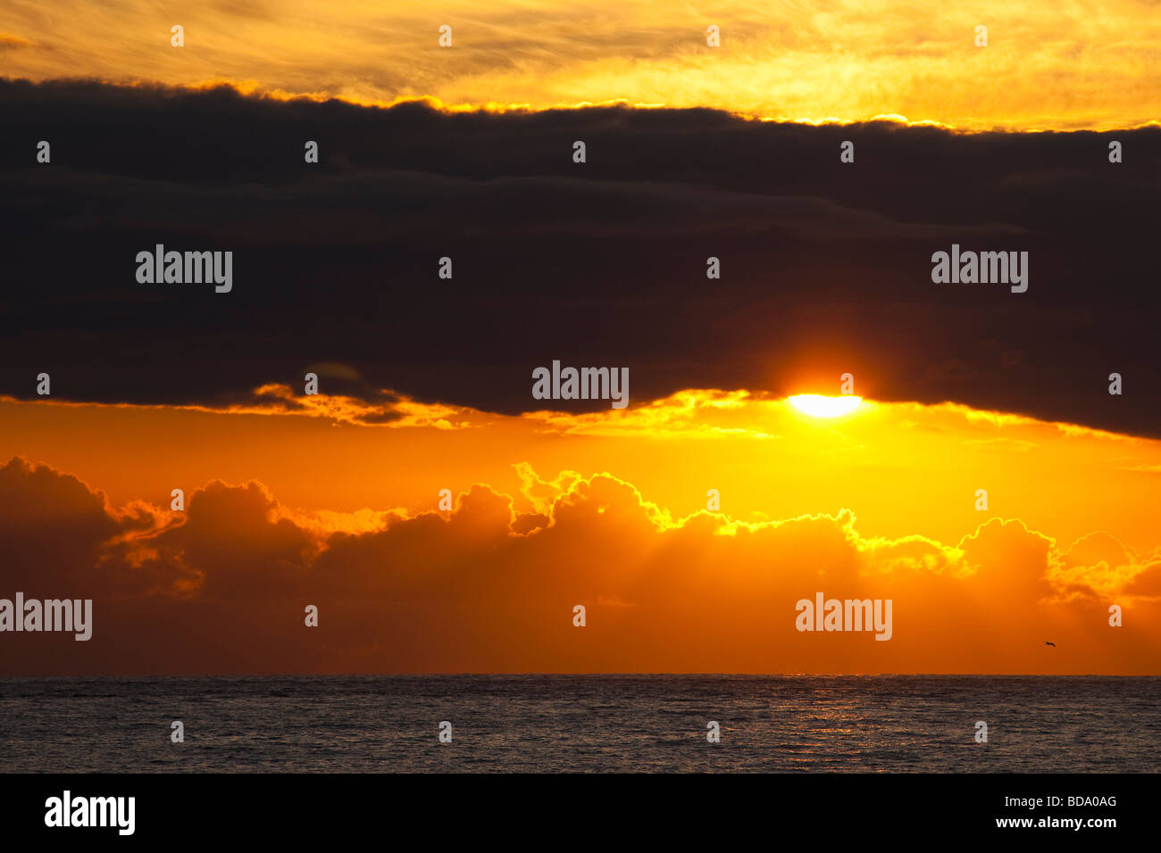 Sonnenuntergang Sonne hinter Wolken über Meer mit Seevogel im Sommer Cornwall England UK GB Vereinigtes Königreich Großbritannien britische Inseln Stockfoto