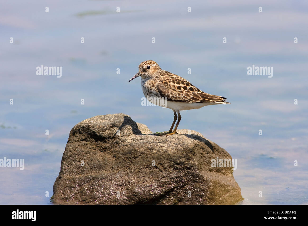 Zumindest Strandläufer - Calidris Minutilla - Stand auf dem Felsen Stockfoto