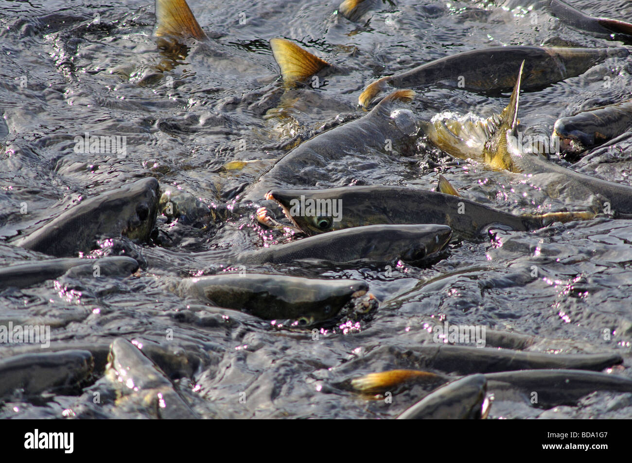 Chum Salmon Laich im Prinz-William-Sund Alaska Stockfoto