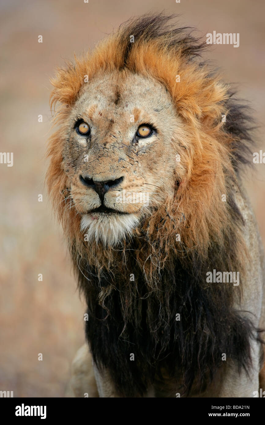 Porträt eines großen männlichen afrikanischen Löwen (Panthera Leo), Sabie Sand Naturschutzgebiet, Südafrika Stockfoto