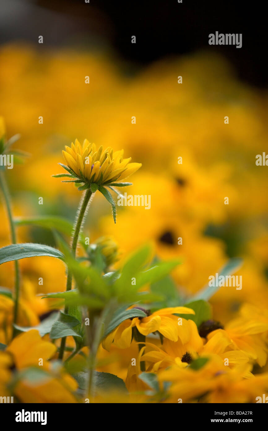 Rudbeckia Fulgida 'Goldsturm' Blumen up close oder Sonnenhut oder Black Eyed Susans Stockfoto