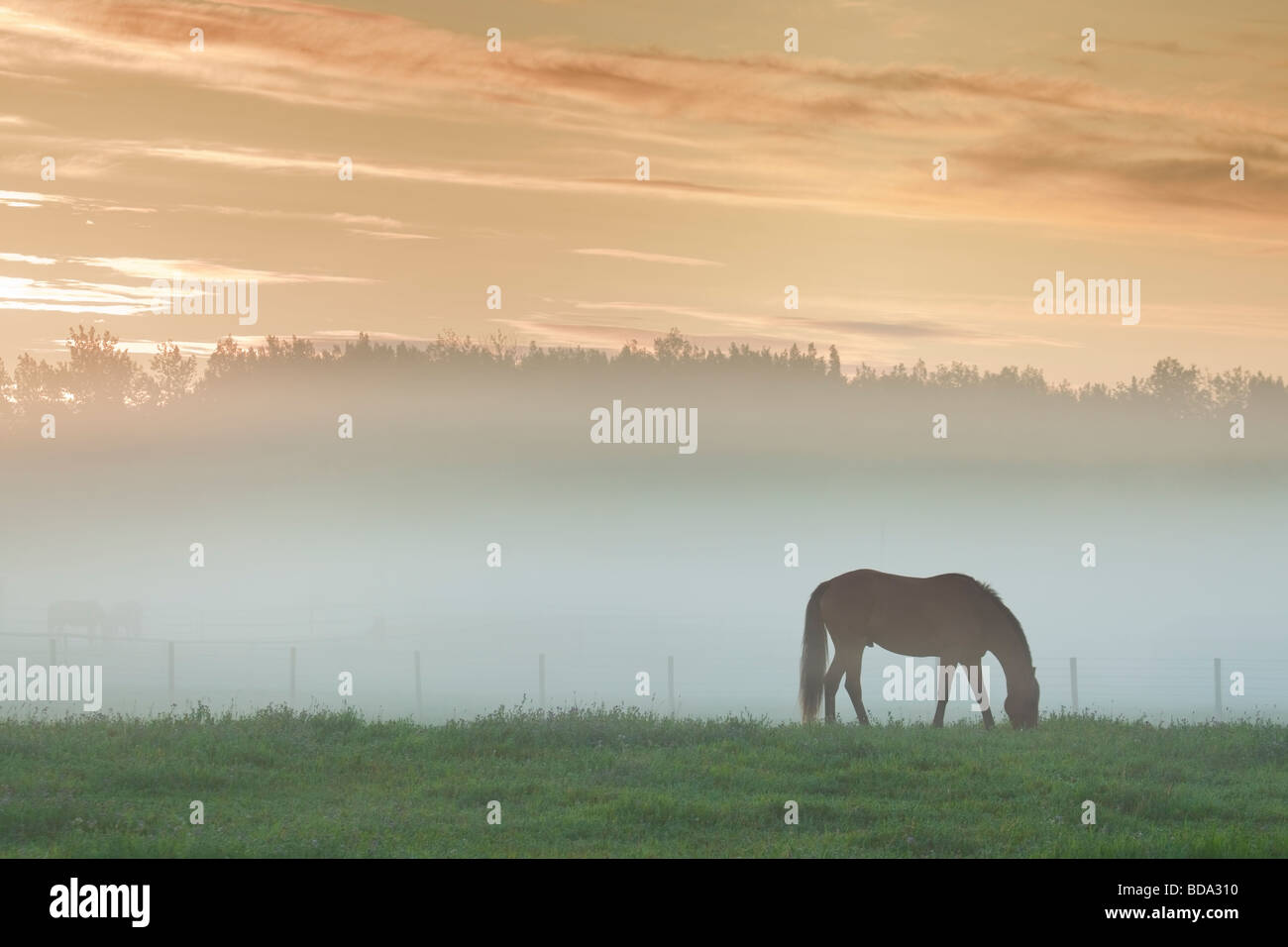 Silhouette des Pferdes im Nebel vor der Morgendämmerung Stockfoto