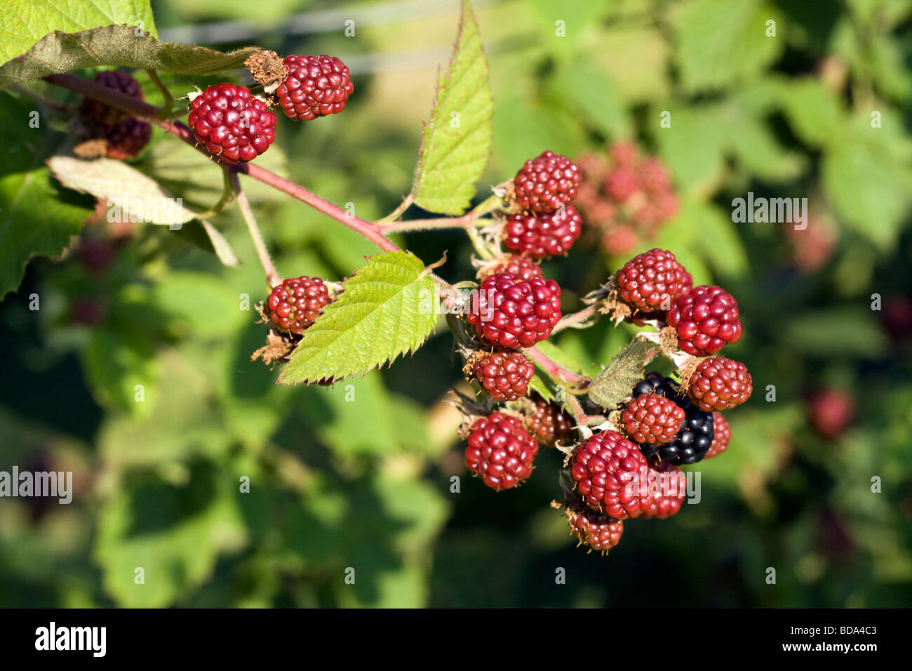 Berry Frucht Busch Stockfoto