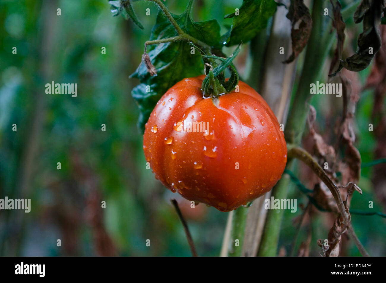 in einem natürlichen Gemüsegarten Tomatenrot Stockfoto