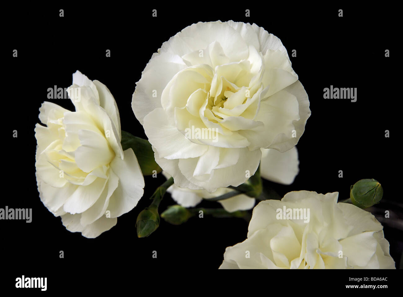 Nelke Nelke 05 Stockfoto