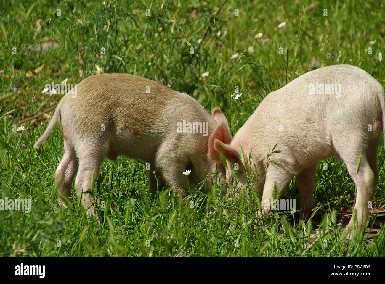 Schwein Schwein 03 Stockfoto