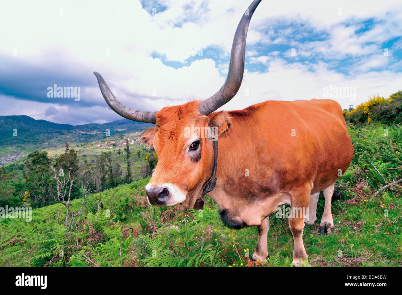 Portugal, Tras-os-Montes: Barrosa Kuh im Naturpark Peneda Geres Stockfoto