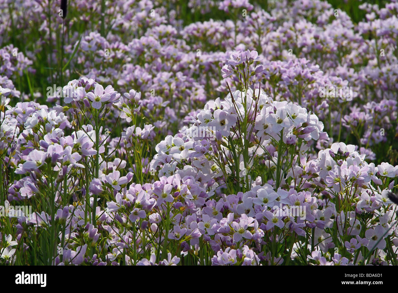 Wiesen-Schaumkraut Kuckuck-Blume 01 Stockfoto