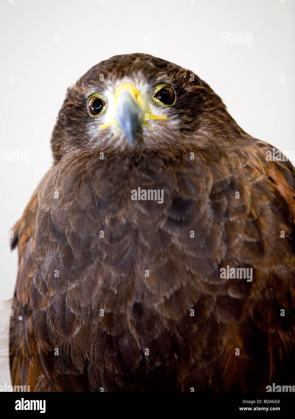 Eine Nahaufnahme von Gill, ein Harris Hawk auf Stockley Bauernhof Stockfoto