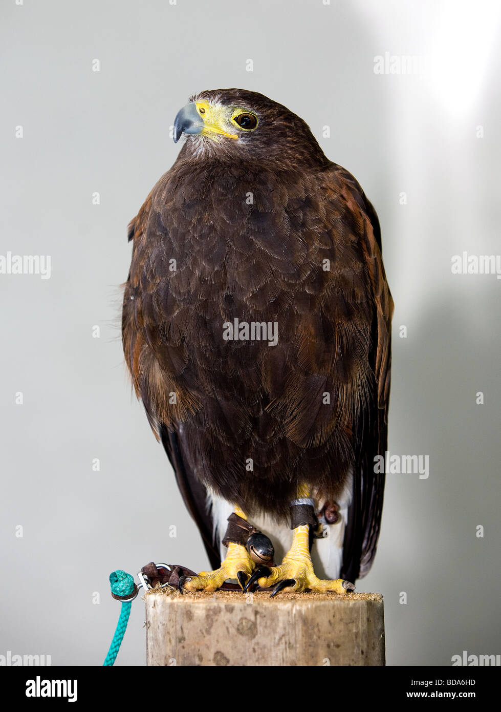 Gill, ein Harris Hawk bei Stockley Farm, sitzt auf einem Holzscheit Stockfoto