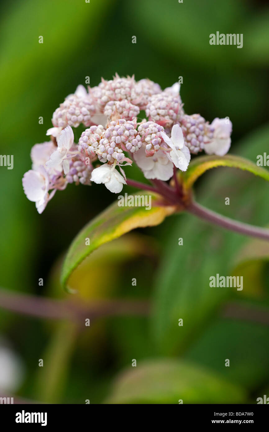 Hydrangea Aspera 'Mauvette' Stockfoto