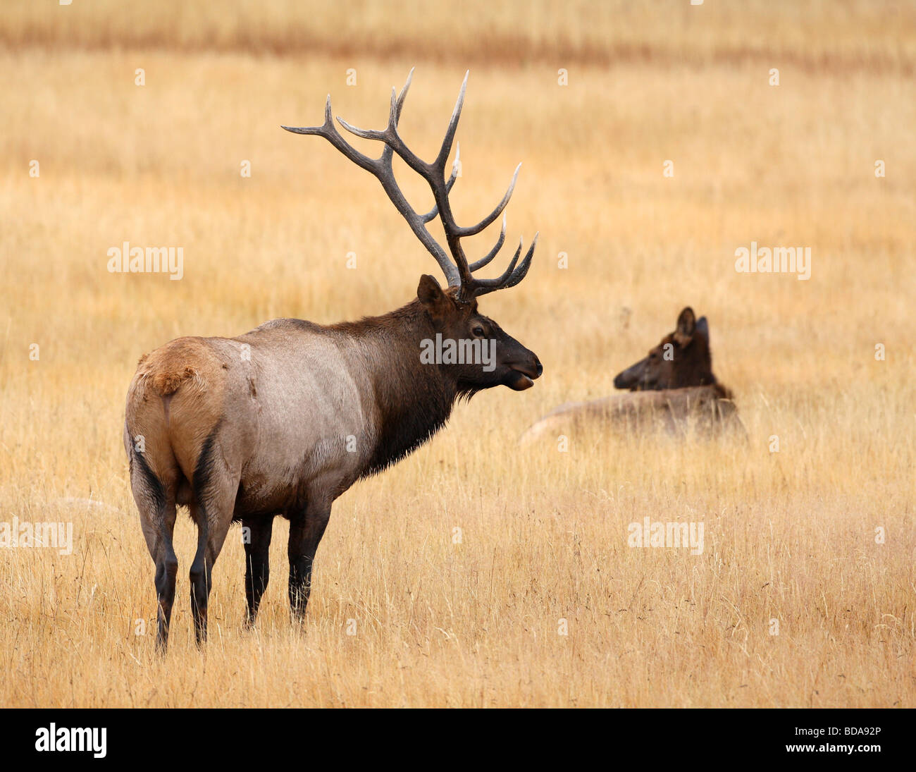 Stier und Kuh Elch im Feld Stockfoto