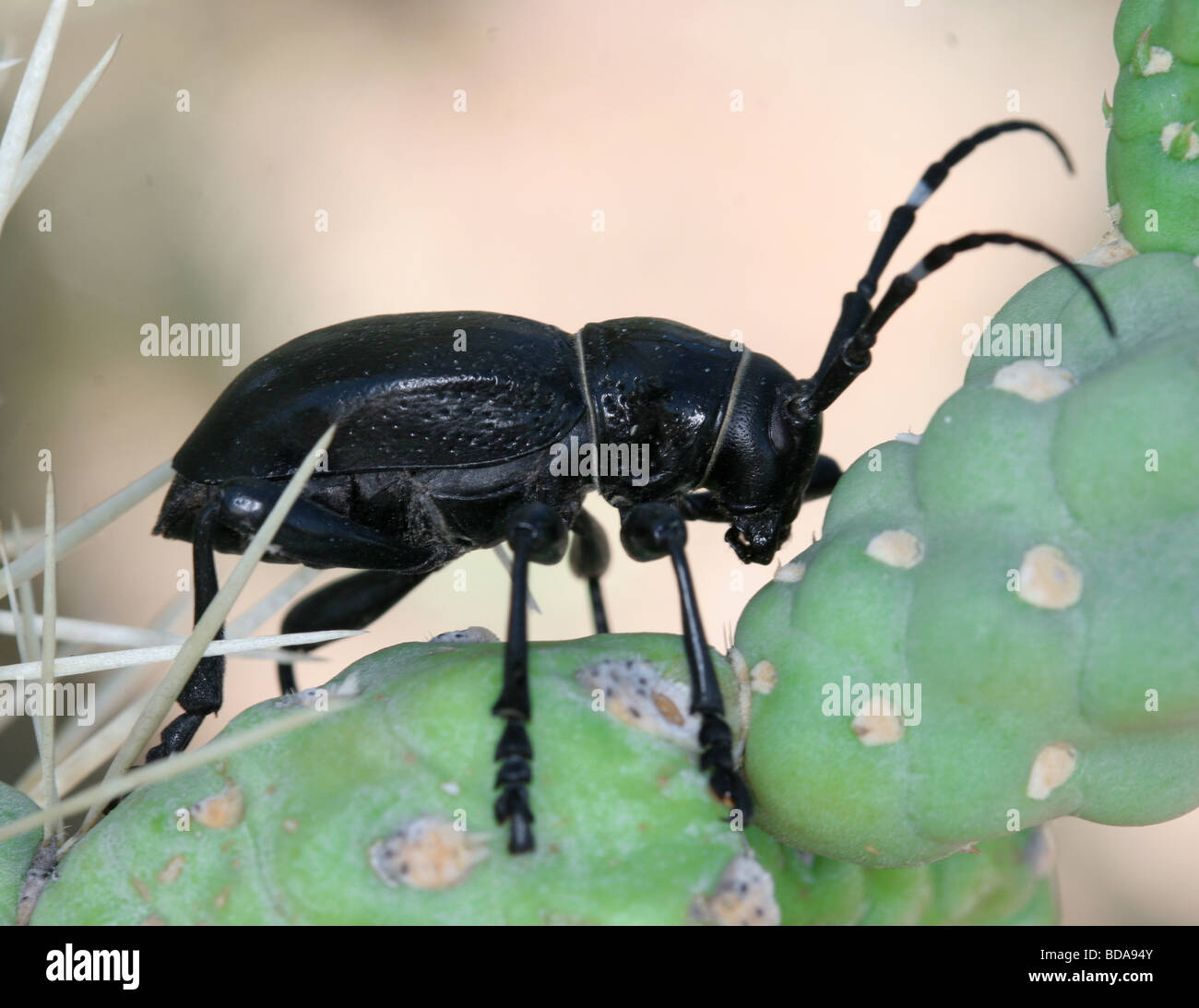 Cholla Käfer auf einem Kaktus Stockfoto