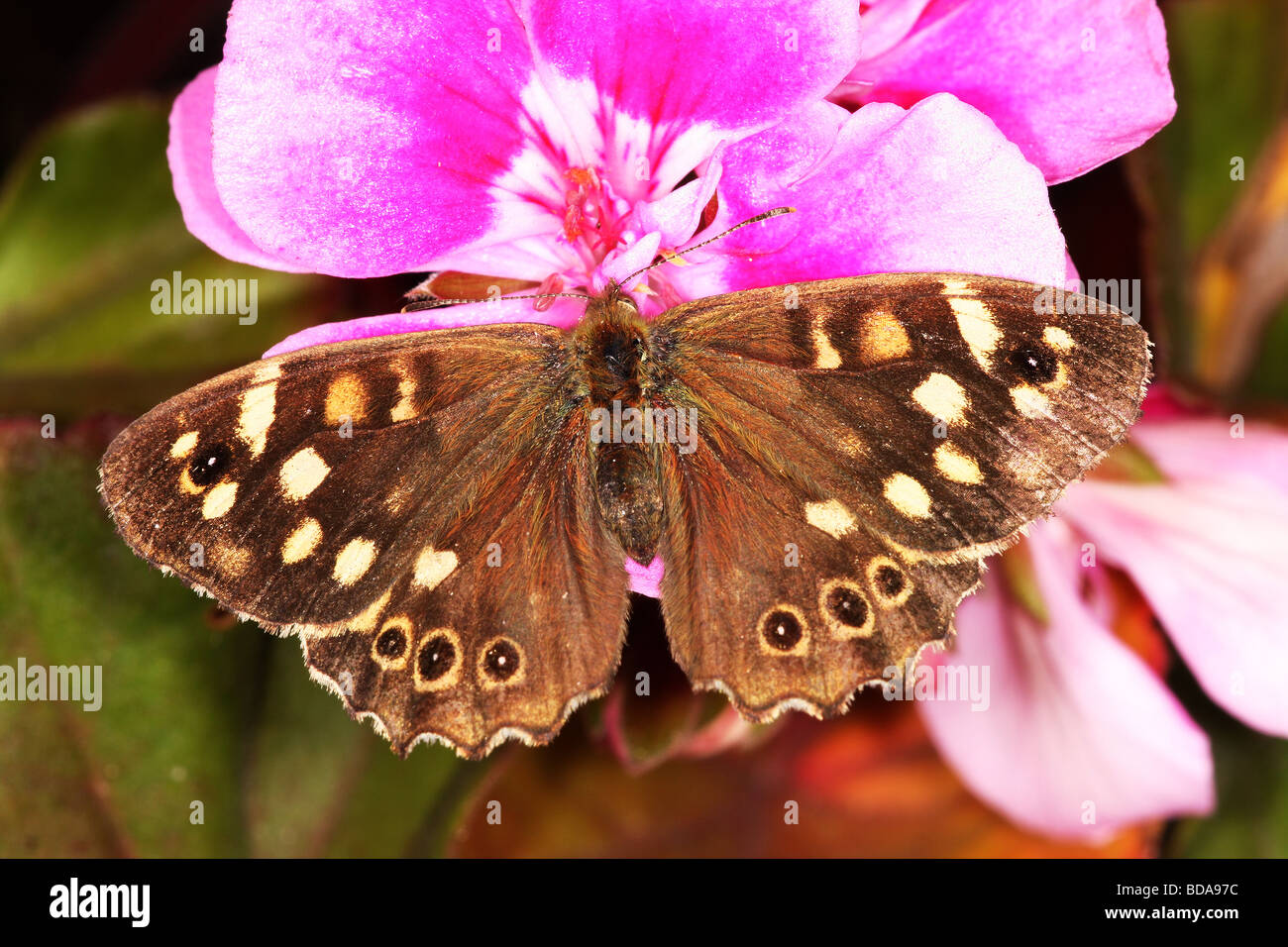 Gesprenkelte Holz Schmetterling Stockfoto