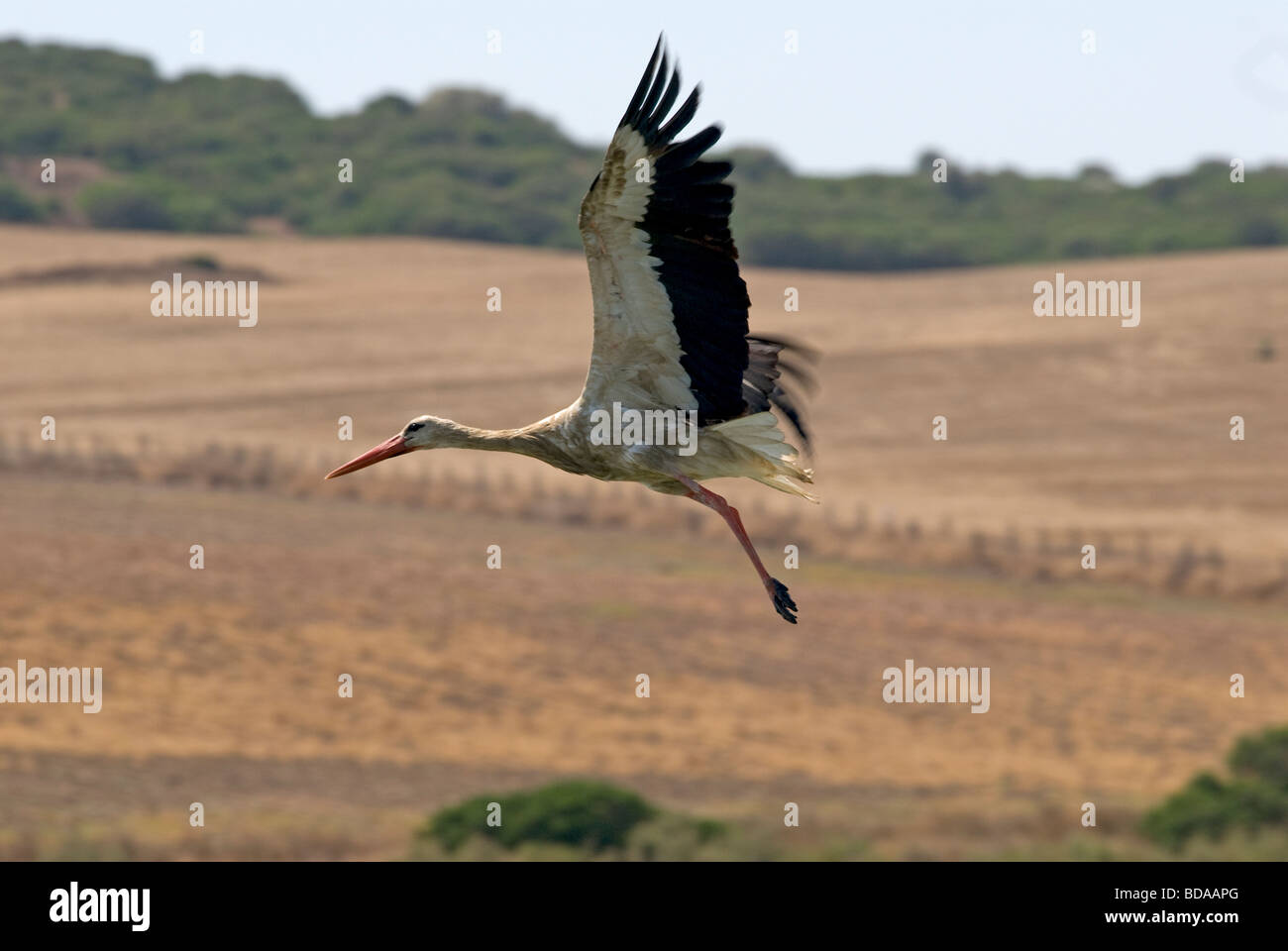 Juvenile Weißstorch nur nach dem Start vom See Stockfoto