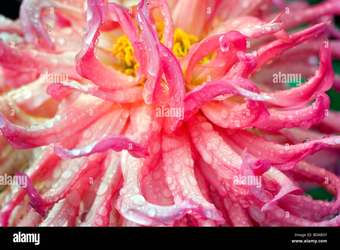 Nahaufnahme von Dahlia Vielzahl Nutley Sunrise Swan Island Dahlia Farm Oregon Stockfoto
