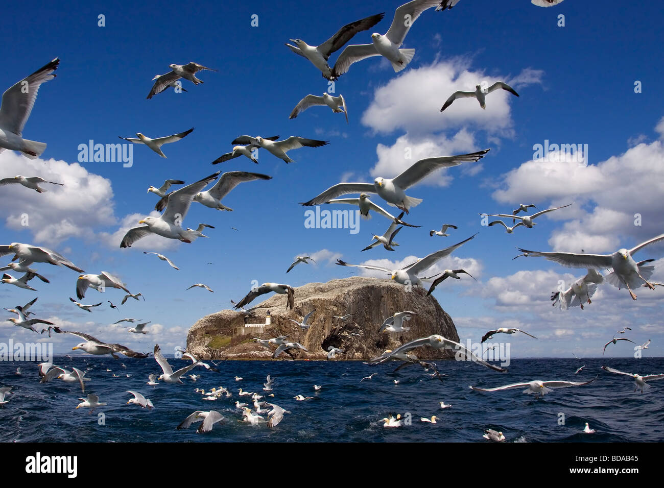 Bass Rock Lothian, Schottland Stockfoto