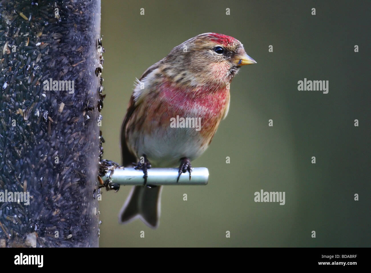 Gemeinsamen Redpoll Zuchtjahr Flammea seltenen Vogel Fink auf feeder Stockfoto