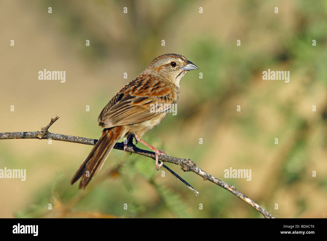 Botteri Sparrow Stockfoto