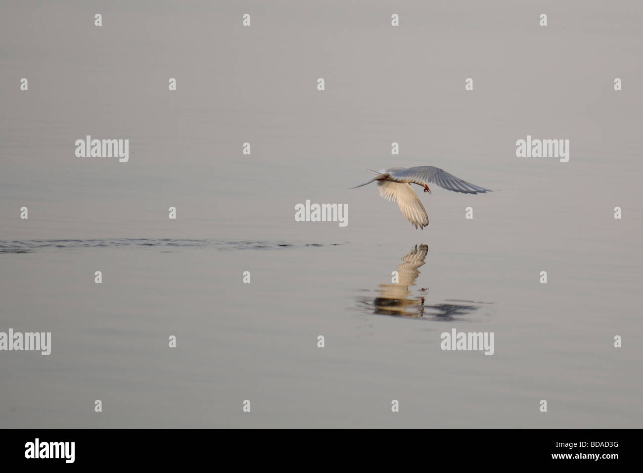 Küstenseeschwalbe Fischfang (Sterna Paradisaea).  Stora Karlsö, Gotland, Schweden. Stockfoto