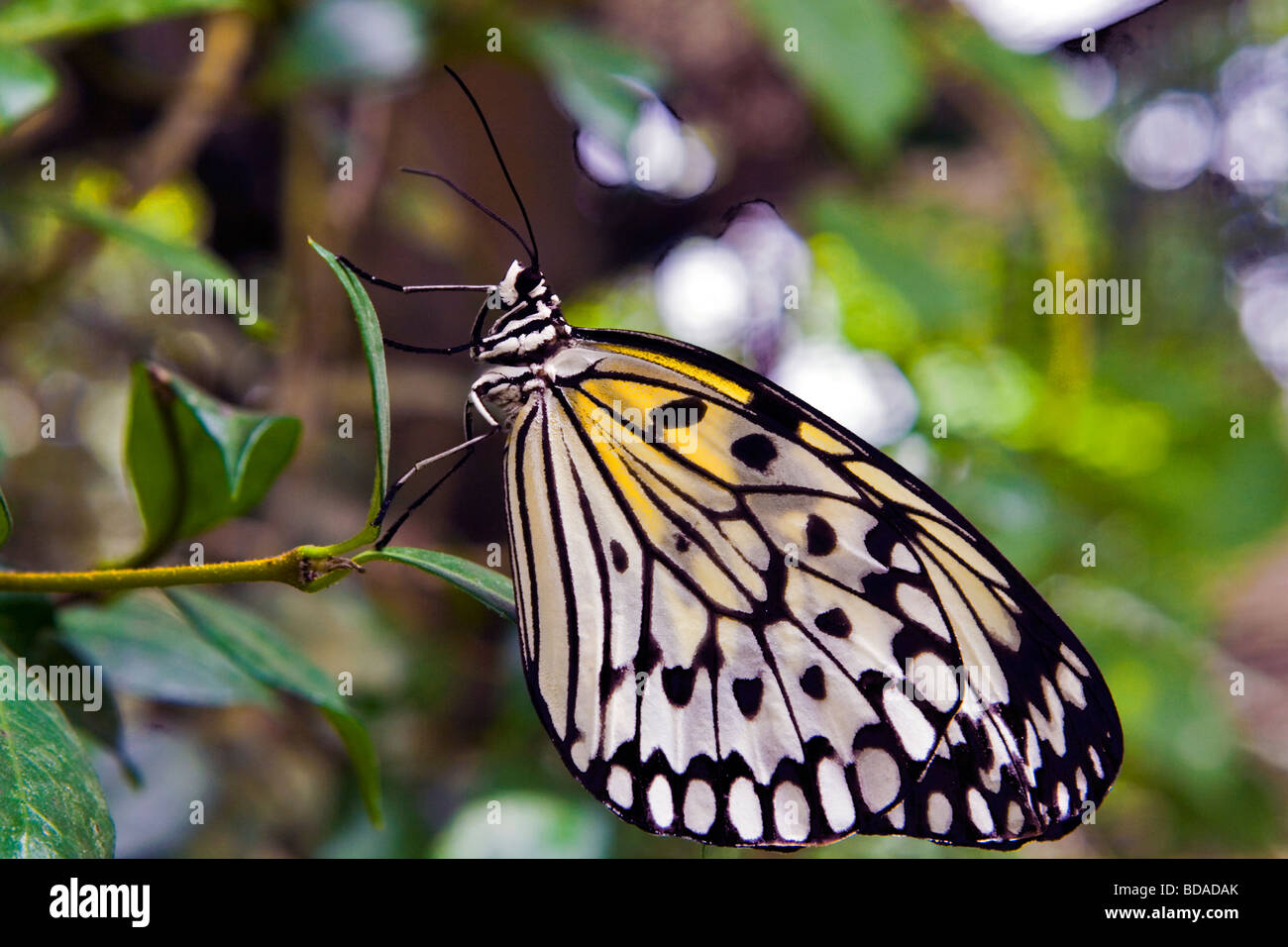Ein Reis-Papier-Schmetterling im Garten Stockfoto