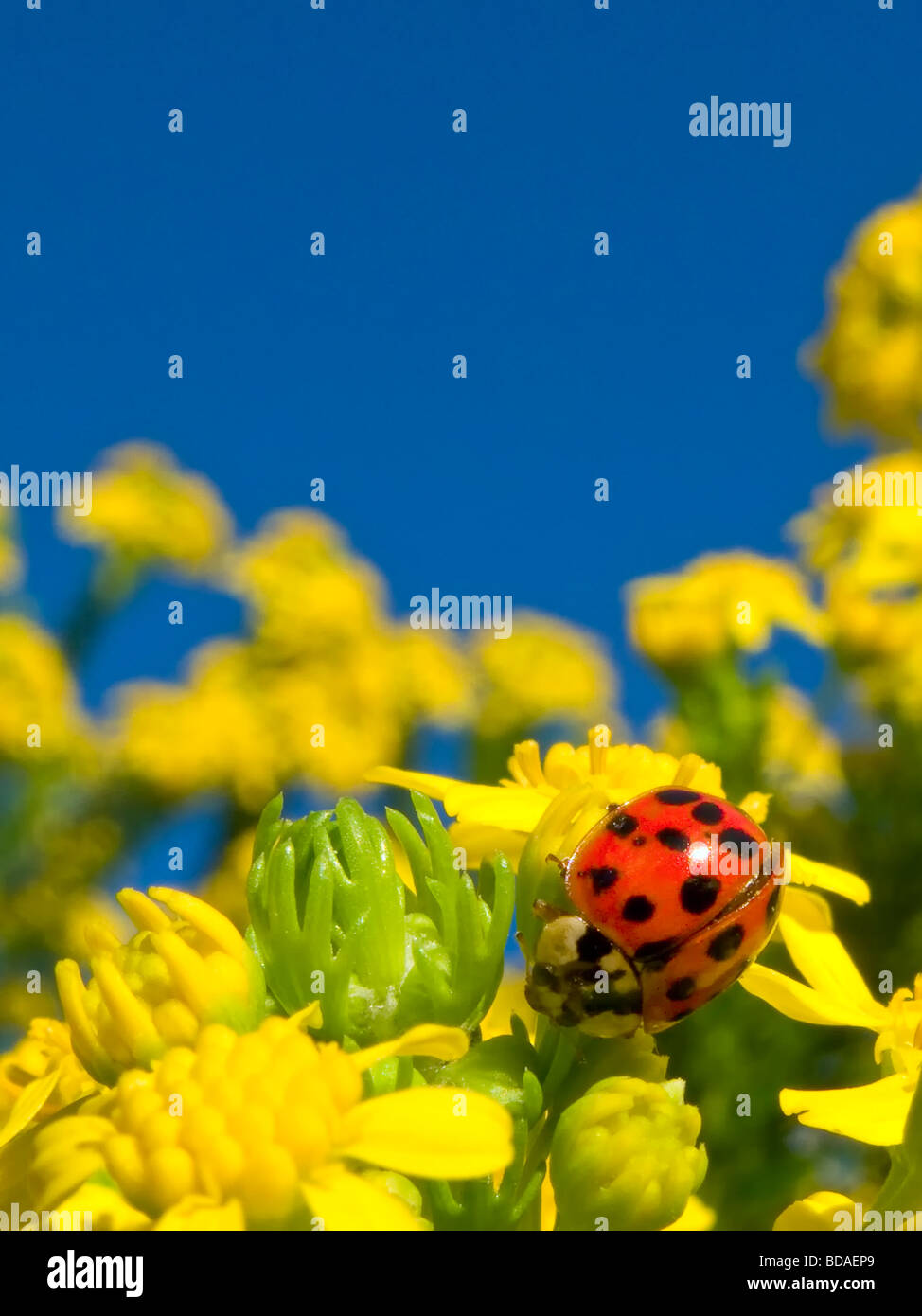 Marienkäfer auf gelben Blüten Stockfoto