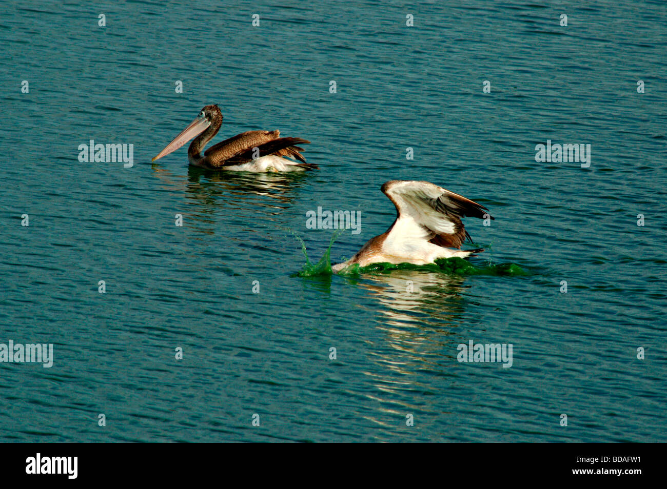 große graue Pelikan im Flug Stockfoto