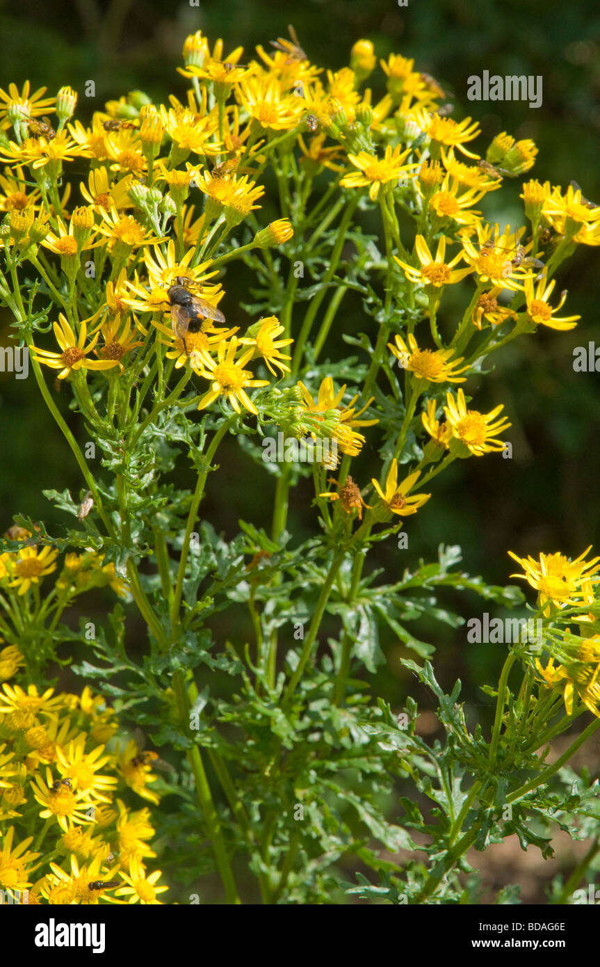 Gemeinsamen Kreuzkraut (Senecio Jacobaea) eine native UK/European wilde Blume, es ist ein giftiges Unkraut, aber auch seltene Invertebrae unterstützt. Stockfoto