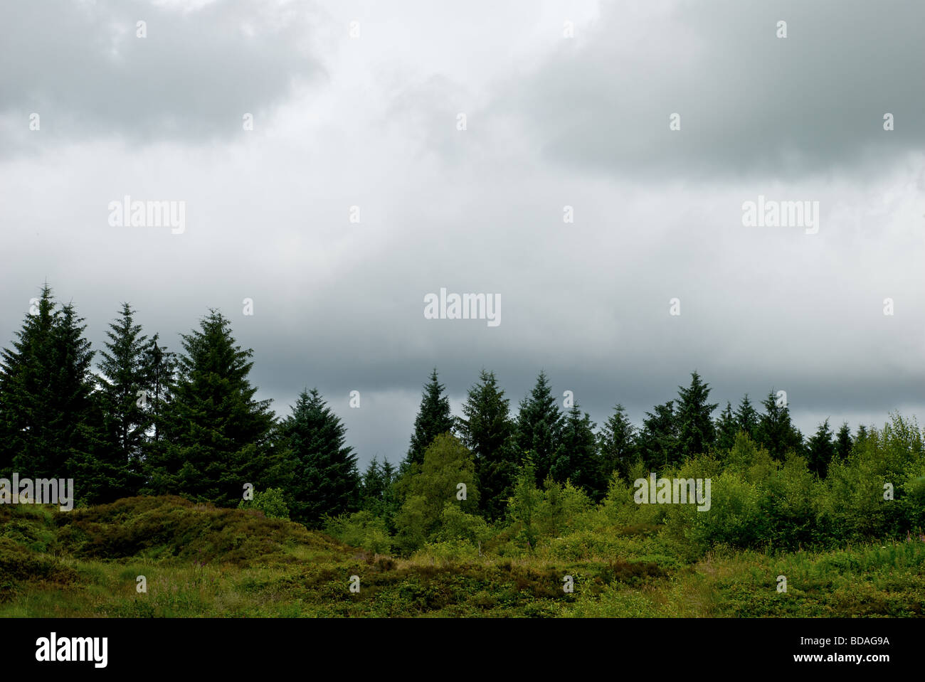 Beacon Fell Nationalpark, Sommer Stockfoto