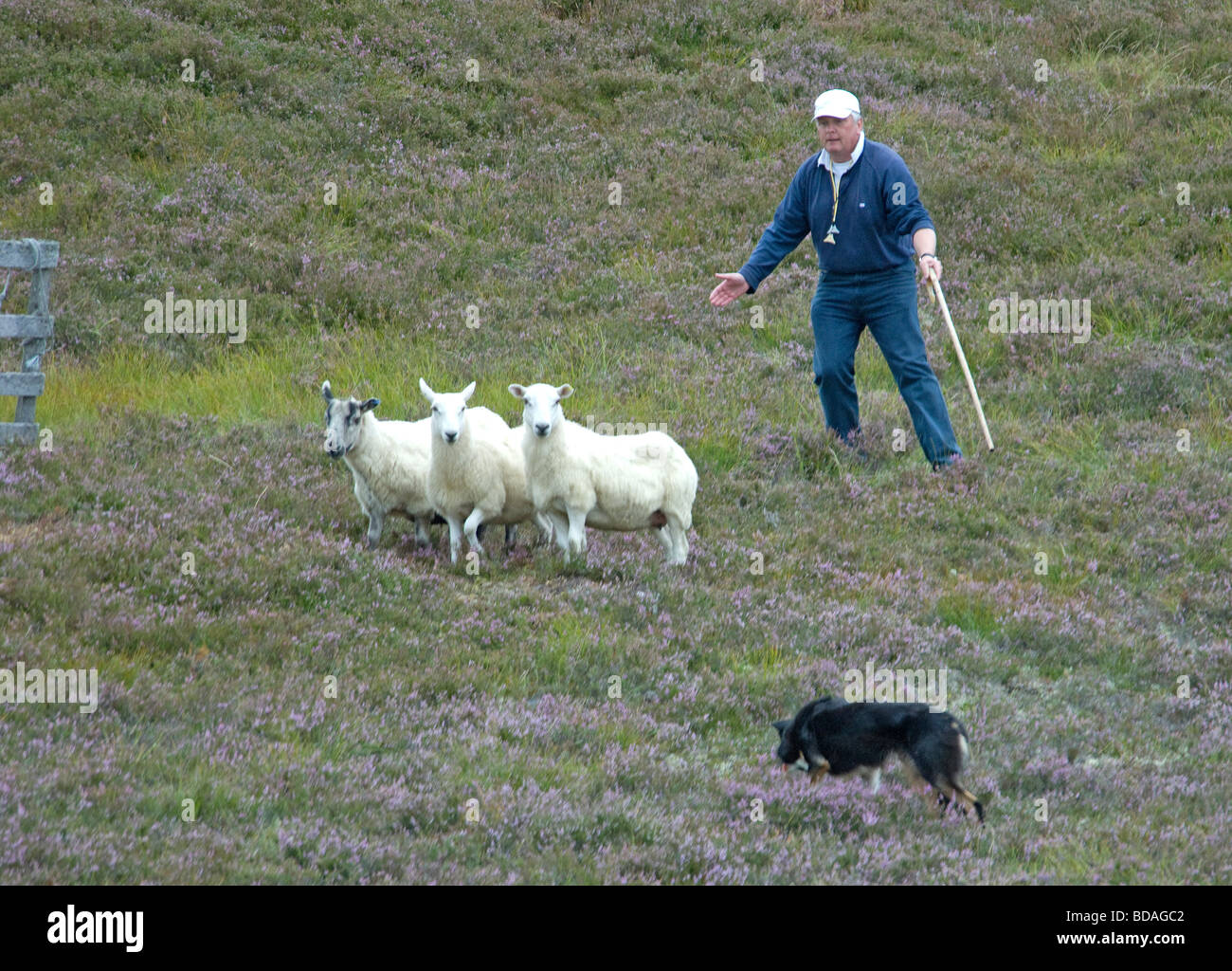 Hochland Hirten arbeiten seinen Hund Border Collie im schottischen Sheepdog Trials Stockfoto