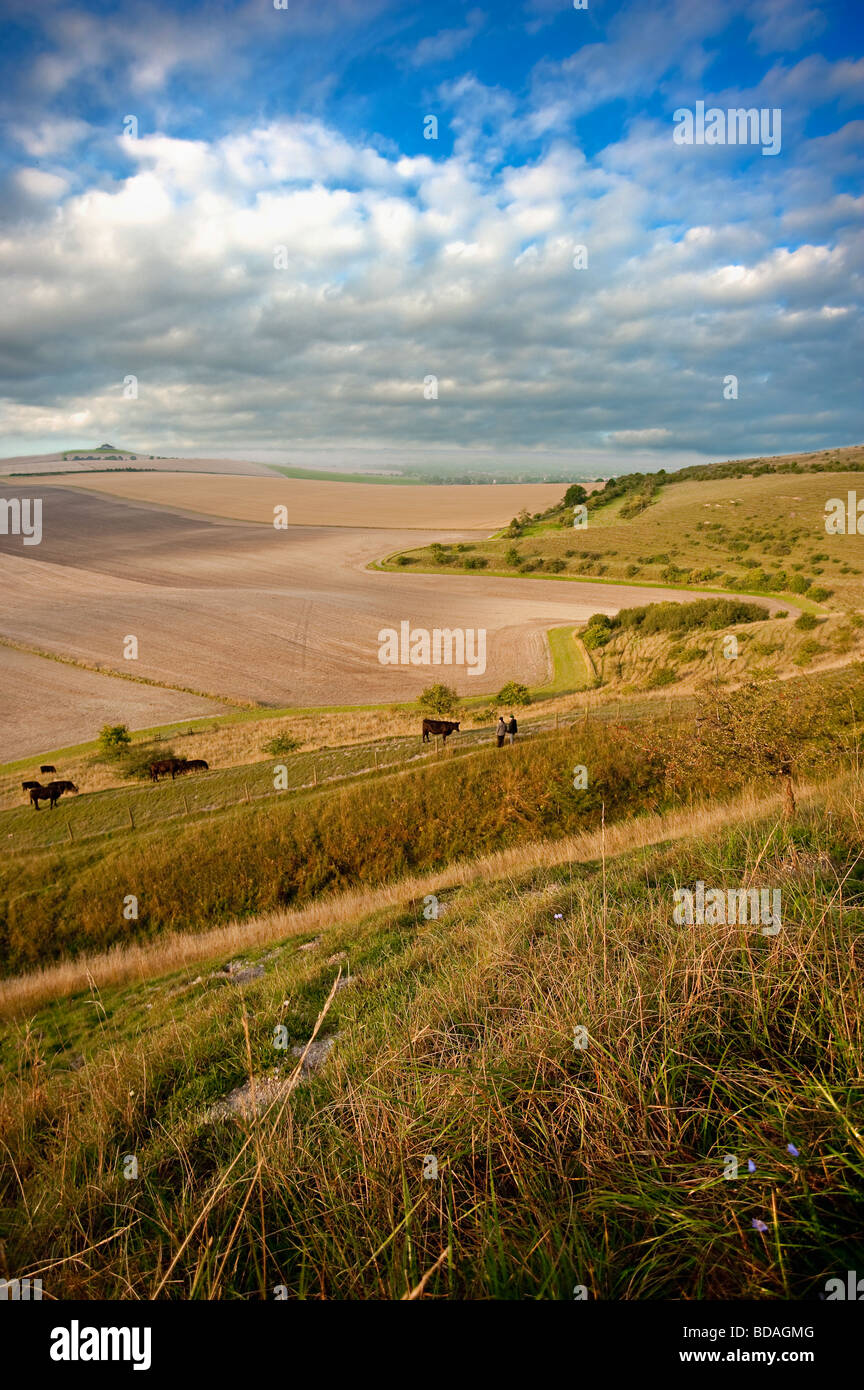 Wanderer und Vieh im Vale of Pewsey. Ein Blick von einem National Nature Reserve über die größte Ackerfläche in Wiltshire Stockfoto