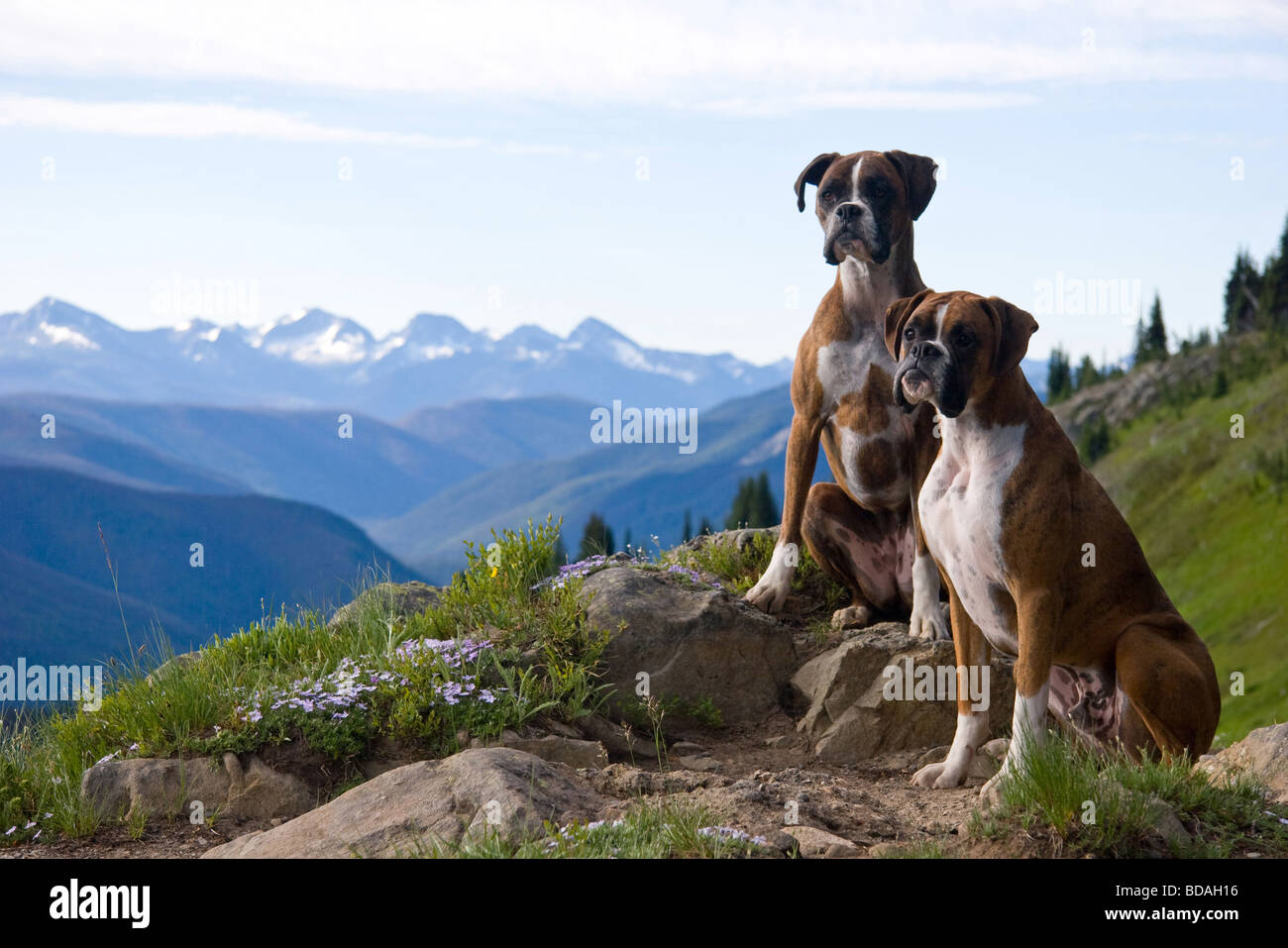 Porträt von zwei Boxer-Hunde auf alpine Trail, Manning Park, Britisch-Kolumbien, Kanada Stockfoto